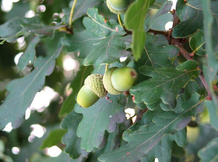 acorns Seed English Oak